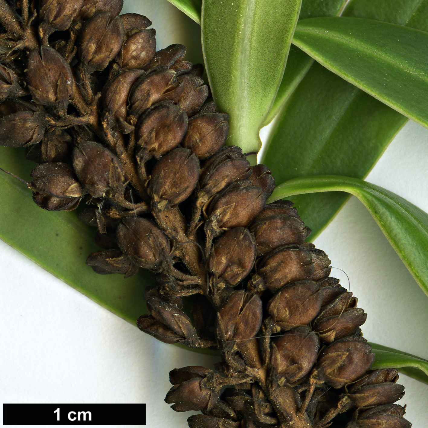 High resolution image: Family: Plantaginaceae - Genus: Hebe - Taxon: stricta - SpeciesSub: var. egmontiana